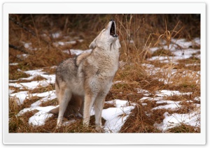 Howling Coyote Montana Ultra HD Wallpaper for 4K UHD Widescreen desktop, tablet & smartphone