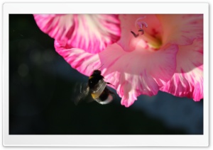 Humble Bi 3 Ultra HD Wallpaper for 4K UHD Widescreen desktop, tablet & smartphone