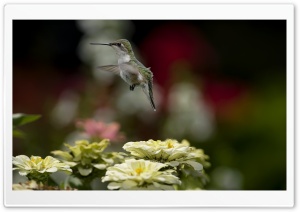 Humming-bird Ultra HD Wallpaper for 4K UHD Widescreen desktop, tablet & smartphone