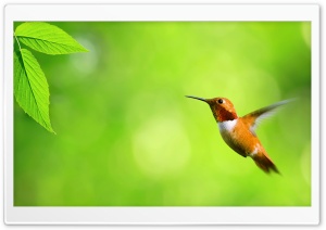 Hummingbird Ultra HD Wallpaper for 4K UHD Widescreen desktop, tablet & smartphone