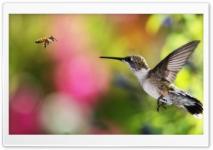 HUMMINGBIRD AND BEE - CHILE Ultra HD Wallpaper for 4K UHD Widescreen desktop, tablet & smartphone