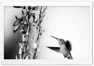 Hummingbird Black and White Photography Ultra HD Wallpaper for 4K UHD Widescreen desktop, tablet & smartphone