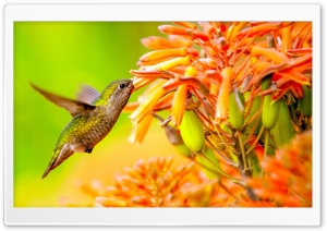 Hummingbird Feeding On Flower Ultra HD Wallpaper for 4K UHD Widescreen desktop, tablet & smartphone