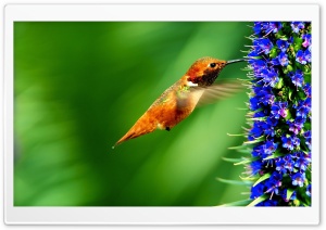 Hummingbird Flowers Ultra HD Wallpaper for 4K UHD Widescreen desktop, tablet & smartphone