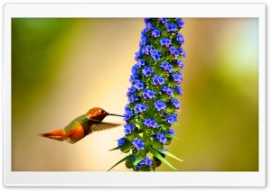 Hummingbird Flying Slow Motion Ultra HD Wallpaper for 4K UHD Widescreen desktop, tablet & smartphone