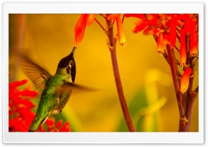 Hummingbird Green Back Ultra HD Wallpaper for 4K UHD Widescreen desktop, tablet & smartphone