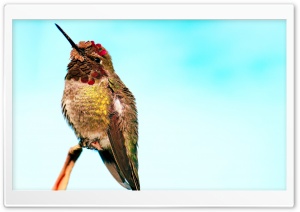 Hummingbird Head Up Ultra HD Wallpaper for 4K UHD Widescreen desktop, tablet & smartphone
