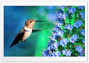 Hummingbird in Flight Ultra HD Wallpaper for 4K UHD Widescreen desktop, tablet & smartphone
