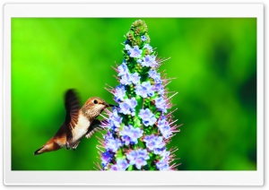 Hummingbird in the Wild Ultra HD Wallpaper for 4K UHD Widescreen desktop, tablet & smartphone