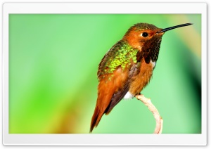 Hummingbird Iridescent Feathers Ultra HD Wallpaper for 4K UHD Widescreen desktop, tablet & smartphone