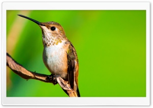 Hummingbird Macro Photography Ultra HD Wallpaper for 4K UHD Widescreen desktop, tablet & smartphone