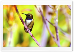 Hummingbird Photography Ultra HD Wallpaper for 4K UHD Widescreen desktop, tablet & smartphone