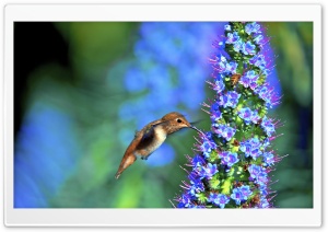 Hummingbird, Pride of Madeira Flower Ultra HD Wallpaper for 4K UHD Widescreen desktop, tablet & smartphone