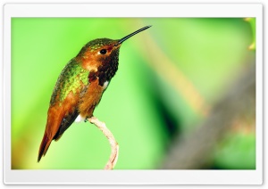 Hummingbird Resting Ultra HD Wallpaper for 4K UHD Widescreen desktop, tablet & smartphone