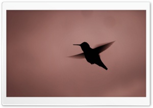 Hummingbird Silhouette Ultra HD Wallpaper for 4K UHD Widescreen desktop, tablet & smartphone