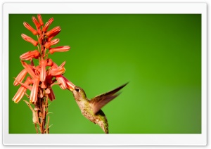 Hummingbird Slow Motion Ultra HD Wallpaper for 4K UHD Widescreen desktop, tablet & smartphone