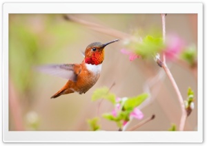Hummingbirds Ultra HD Wallpaper for 4K UHD Widescreen desktop, tablet & smartphone