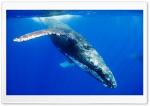 Humpback Whale Ultra HD Wallpaper for 4K UHD Widescreen desktop, tablet & smartphone
