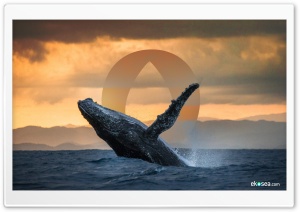 Humpback Whale - ekosea Ultra HD Wallpaper for 4K UHD Widescreen desktop, tablet & smartphone