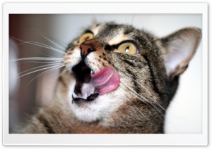 Hungry Cat Ultra HD Wallpaper for 4K UHD Widescreen desktop, tablet & smartphone