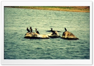 hunt 4K UHD Wallpaper for Widescreen and UltraWide Desktop, UltraHD TV, Smartphone, Tablet