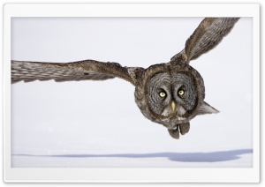 Hunting Great Gray Owl Ultra HD Wallpaper for 4K UHD Widescreen desktop, tablet & smartphone