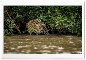 Hunting, Jaguar, Caiman Hunting, Stealth, Wildlife, Predator, Amazon Rainforest, River 4K UHD Wallpaper for Widescreen and UltraWide Desktop, UltraHD TV, Smartphone, Tablet