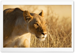 Hunting Lioness Ultra HD Wallpaper for 4K UHD Widescreen desktop, tablet & smartphone
