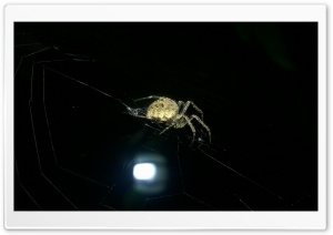 Hunting Spider 4K UHD Wallpaper for Widescreen and UltraWide Desktop, UltraHD TV, Smartphone, Tablet
