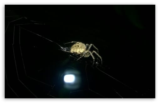 Hunting Spider UltraHD Wallpaper for HD 16:9 ; Widescreen 16:10 ; Fullscreen 4:3 5:4 3:2 ; Tablet 1:1 ; Dual 5:4 ;
