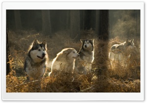 Huskies Group In The Forest Ultra HD Wallpaper for 4K UHD Widescreen desktop, tablet & smartphone