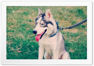 Husky 4K UHD Wallpaper for Widescreen and UltraWide Desktop, UltraHD TV, Smartphone, Tablet