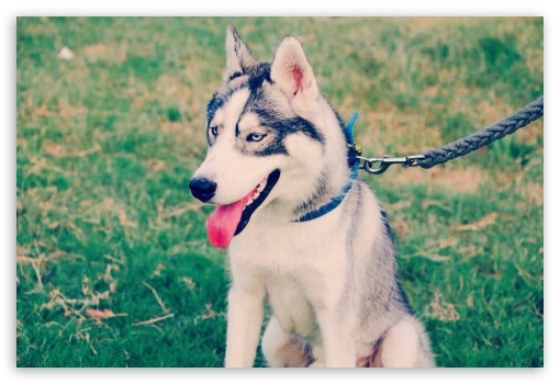 Husky 4K UHD Background Wallpaper for UltraHD Desktop and TV
