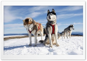 Husky Alaska Ultra HD Wallpaper for 4K UHD Widescreen Desktop, Lockscreen, Screensaver, TV, Tablet, Smartphone