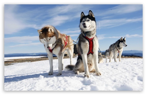 Husky Alaska UltraHD Wallpaper for HD 16:9 ; Widescreen 16:10 5:3 ; Fullscreen 4:3 5:4 3:2 ;