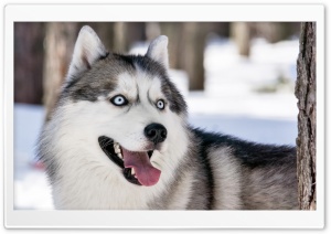 Husky Dog Winter Ultra HD Wallpaper for 4K UHD Widescreen desktop, tablet & smartphone