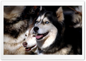 Husky Dogs Ultra HD Wallpaper for 4K UHD Widescreen desktop, tablet & smartphone
