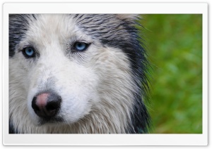 Husky Portrait Ultra HD Wallpaper for 4K UHD Widescreen desktop, tablet & smartphone