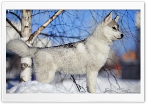 Husky Puppy Winter Ultra HD Wallpaper for 4K UHD Widescreen desktop, tablet & smartphone