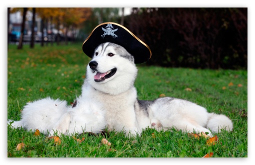 Husky With Pirate Hat UltraHD Wallpaper for Wide 16:10 5:3 Widescreen WHXGA WQXGA WUXGA WXGA WGA ; 8K UHD TV 16:9 Ultra High Definition 2160p 1440p 1080p 900p 720p ; Standard 3:2 Fullscreen DVGA HVGA HQVGA ( Apple PowerBook G4 iPhone 4 3G 3GS iPod Touch ) ; Mobile 5:3 3:2 16:9 - WGA DVGA HVGA HQVGA ( Apple PowerBook G4 iPhone 4 3G 3GS iPod Touch ) 2160p 1440p 1080p 900p 720p ;