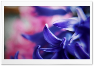 hyacinth Ultra HD Wallpaper for 4K UHD Widescreen desktop, tablet & smartphone
