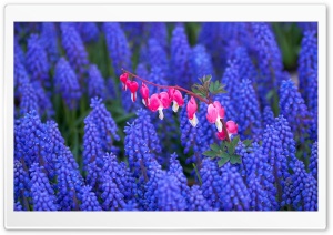 Hyacinth And Bleeding Heart Flowers Ultra HD Wallpaper for 4K UHD Widescreen desktop, tablet & smartphone