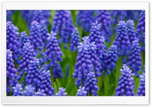 Hyacinth Field Ultra HD Wallpaper for 4K UHD Widescreen desktop, tablet & smartphone