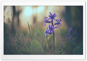 Hyacinth Macro Ultra HD Wallpaper for 4K UHD Widescreen desktop, tablet & smartphone