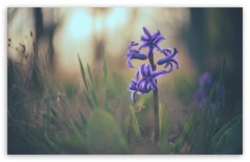 Hyacinth Macro UltraHD Wallpaper for 8K UHD TV 16:9 Ultra High Definition 2160p 1440p 1080p 900p 720p ; Widescreen 16:10 5:3 WHXGA WQXGA WUXGA WXGA WGA ; Fullscreen 4:3 5:4 3:2 UXGA XGA SVGA QSXGA SXGA DVGA HVGA HQVGA ( Apple PowerBook G4 iPhone 4 3G 3GS iPod Touch ) ; Tablet 1:1 ; Mobile 9:16 2:3 3:5 3:4 - ;