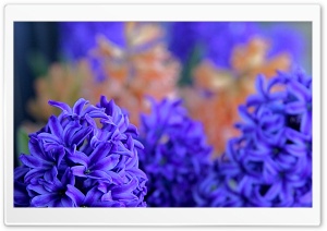 Hyacinths Ultra HD Wallpaper for 4K UHD Widescreen desktop, tablet & smartphone