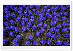 Hyacinths, Blossom, Flowers, Garden, Keukenhof, Spring, Garden of Europe, Netherlands 4K UHD Wallpaper for Widescreen and UltraWide Desktop, UltraHD TV, Smartphone, Tablet