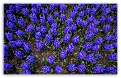 Hyacinths, Blossom, Flowers, Garden, Keukenhof, Spring, Garden of Europe, Netherlands UltraHD Wallpaper for UHD 16:9 ; HD 16:9 ; UltraWide 21:9 24:10 32:9 32:10 ; Widescreen 16:10 5:3 ; Fullscreen 4:3 5:4 3:2 ; Tablet 1:1 ; Mobile 9:16 9:19.5 9:20 9:21 9:22 10:16 2:3 3:5 3:4 ; Dual 16:10 5:3 16:9 4:3 5:4 3:2 ;