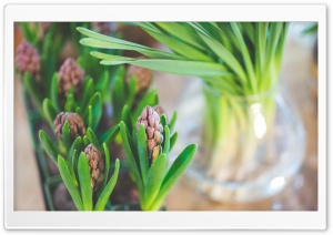 Hyacinths Indoor Ultra HD Wallpaper for 4K UHD Widescreen desktop, tablet & smartphone