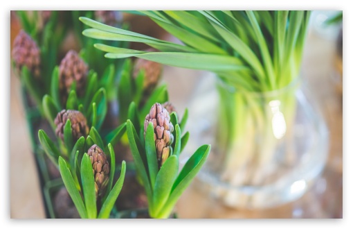 Hyacinths Indoor UltraHD Wallpaper for UHD 16:9 ; HD 16:9 ; Widescreen 16:10 5:3 ; Fullscreen 4:3 5:4 3:2 ; Tablet 1:1 ; Mobile 3:5 3:4 ;